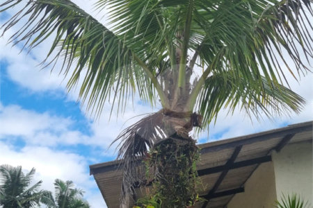 Chácara à venda com 4 quartos em Aguapeú, Itanhaém, SP