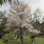 Sítio à venda com 4 quartos no Centro, Araçoiaba da Serra, SP
