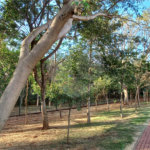 Terreno à venda em Residencial Alto do Castelo, Ribeirão Preto, SP