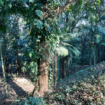 Terreno à venda com 1 quarto no condomínio Chácara Flora, São Paulo - SP