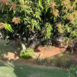 Sítio Residencial à venda, Nova Rheata, Boituva - SI0004.