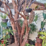 Casa à venda com 4 quartos em Cidade Nova I, Indaiatuba, SP
