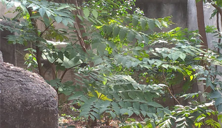 Terreno à venda em Casa Verde, São Paulo, SP