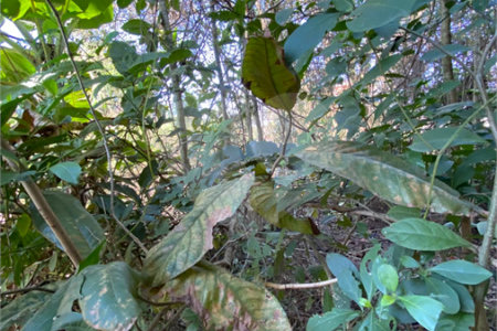 Terreno à venda em Campo Lindo, Seropédica, RJ