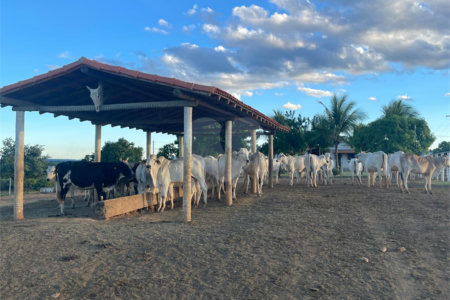 Fazenda à venda com 6 quartos, sendo 1 suíte,  no Centro, Capitão Enéas, MG