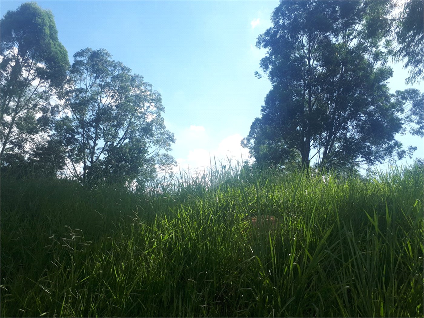 Terreno à venda em Vale Verde, Valinhos, SP