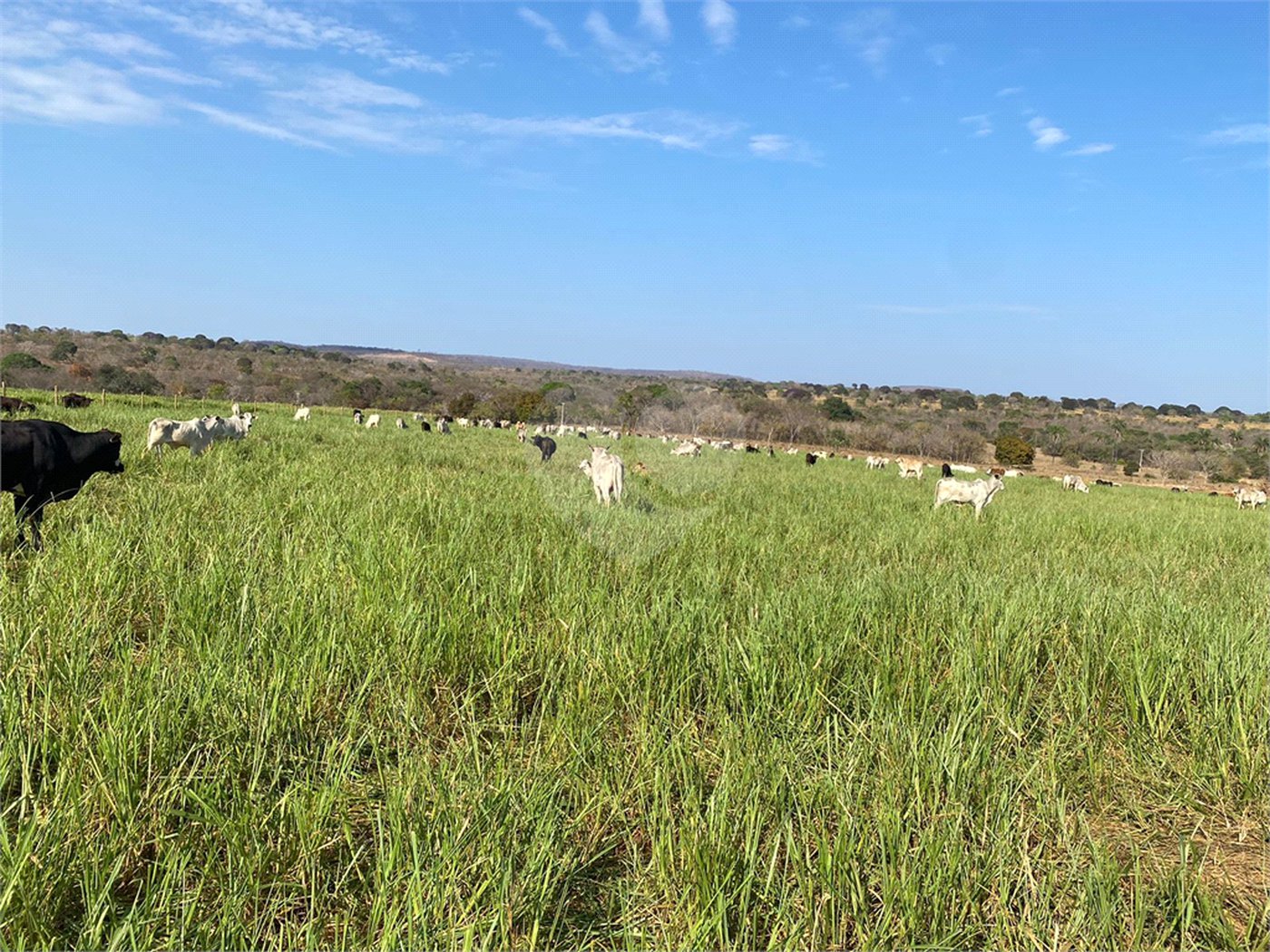 Fazenda à venda com 2 quartos em Canabrava, João Pinheiro, MG