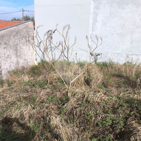 Terreno Jardim Embaré 250 metros