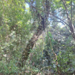 Terreno à venda no condomínio Alpes da Cantareira, Mairiporã - SP