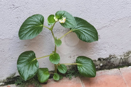 Sobrado à venda com 3 quartos em Vila Nilo, São Paulo, SP