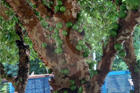 Chácara à venda com 3 quartos, sendo 2 suítes, em Recanto dos Nobres, Araraquara, SP