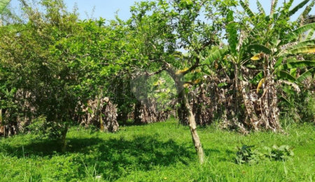 Terreno à venda em Horto Florestal, São Paulo, SP