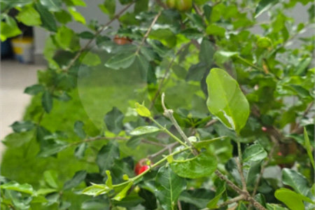 Casa à venda com 3 suítes no condomínio Park Gran Reserve, Indaiatuba - SP
