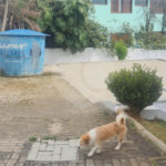 Casa à venda com 5 suítes em Roseira, Mairiporã, SP