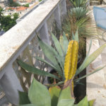 Sobrado à venda com 3 suítes em Santana, São Paulo, SP