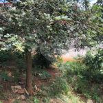 Casa à venda com 5 quartos, sendo 1 suíte, em Serra da Cantareira, Mairiporã, SP