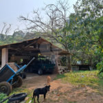 Sítio à venda com 3 quartos, sendo 1 suíte, em Bairro do Cambará, São Roque, SP
