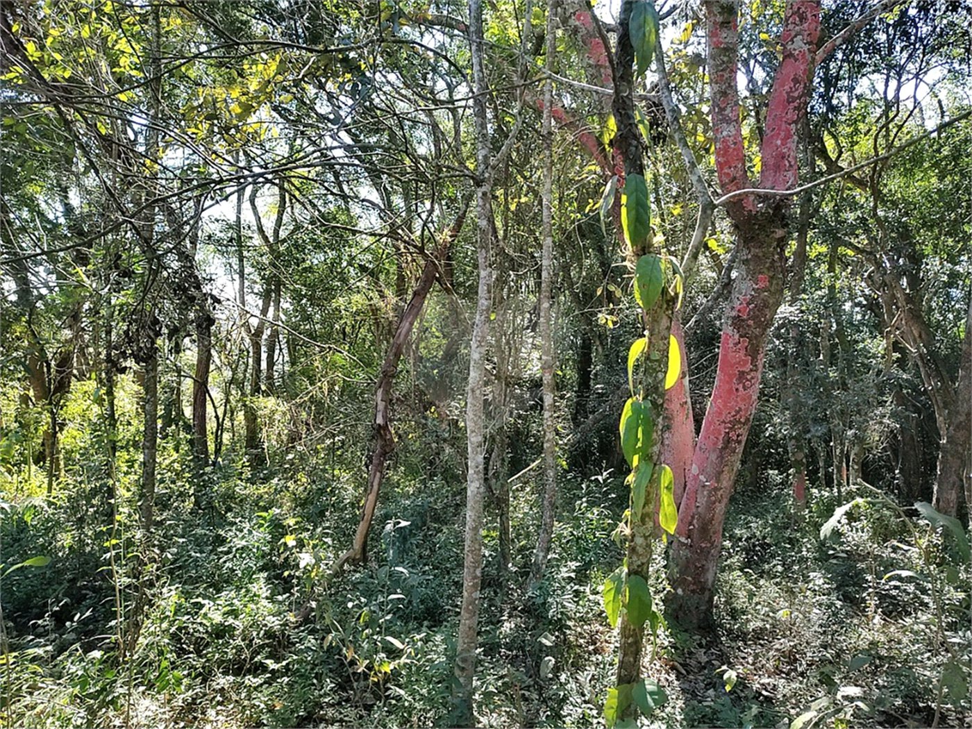 Sítio à venda com 3 quartos, sendo 1 suíte,  em Da Barra, Salto de Pirapora, SP