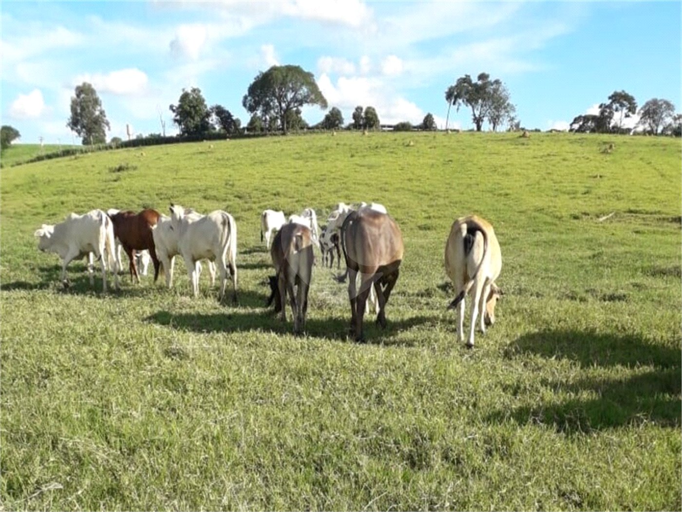 Área de Terra à venda em Área Rural de Monte Mor, Monte Mor, SP