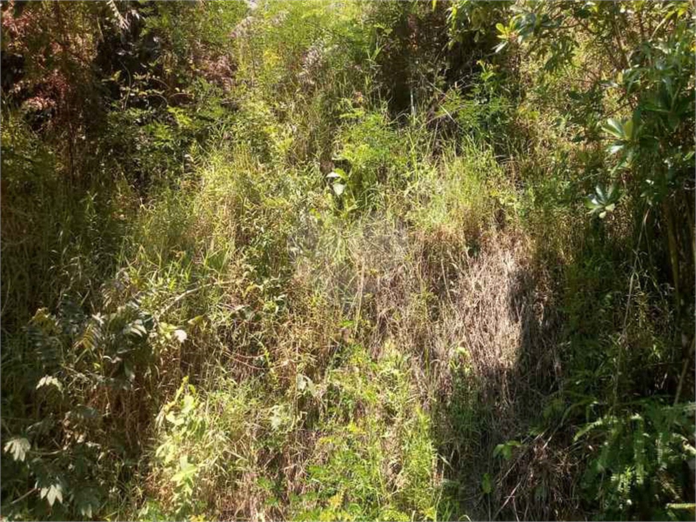 Terreno à venda em Vila São Paulo, Mogi das Cruzes, SP
