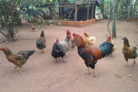 Chácara em Araraquara/SP.