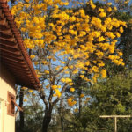 Casa Térrea no Condomínio Vila Pinhal Do Broa
