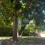 Casa para alugar com 6 quartos, sendo 3 suítes, no Centro, São Manuel, SP