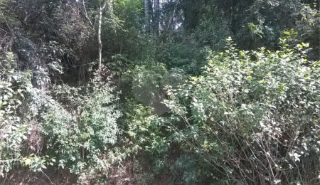 Terreno à venda em Serra da Cantareira, Mairiporã, SP