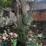 Casa Térrea à venda com 3 quartos em Vila Lúcia, São Paulo, SP