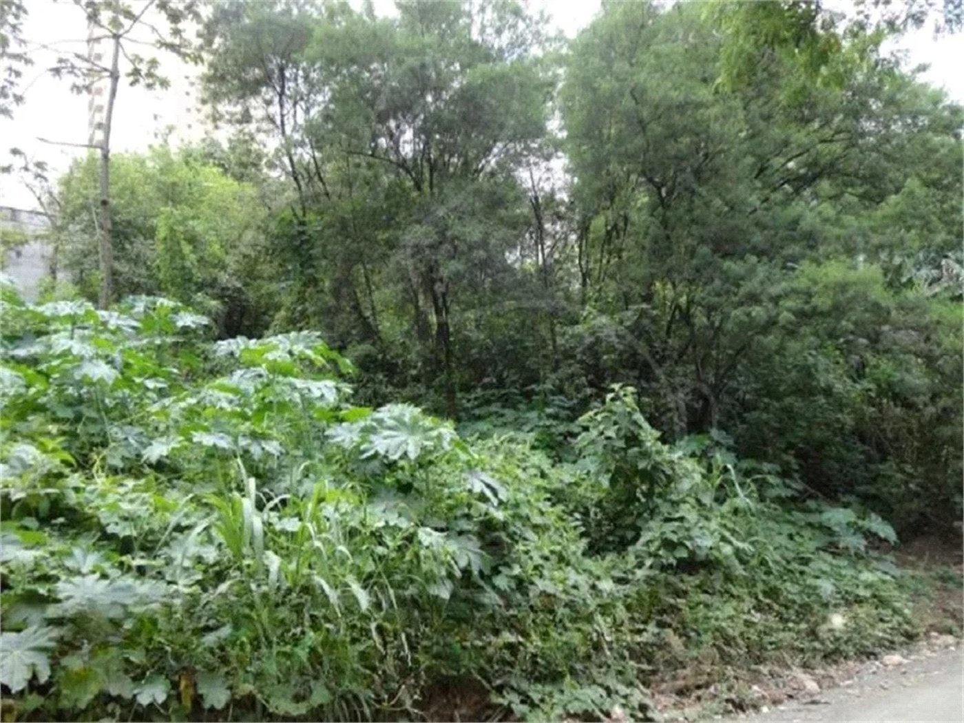 Terreno à venda em Vila Suzana, São Paulo, SP