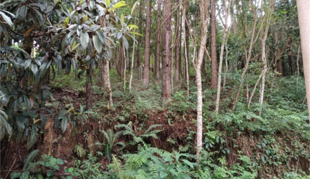 Terreno à venda no Centro (mailasqui), São Roque, SP