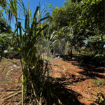 Terreno à venda em Residencial Emilio de Andrade, Ponta Porã, MS