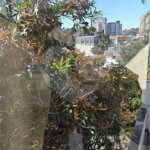 Apartamento para alugar com 1 suíte em Pirituba, São Paulo, SP