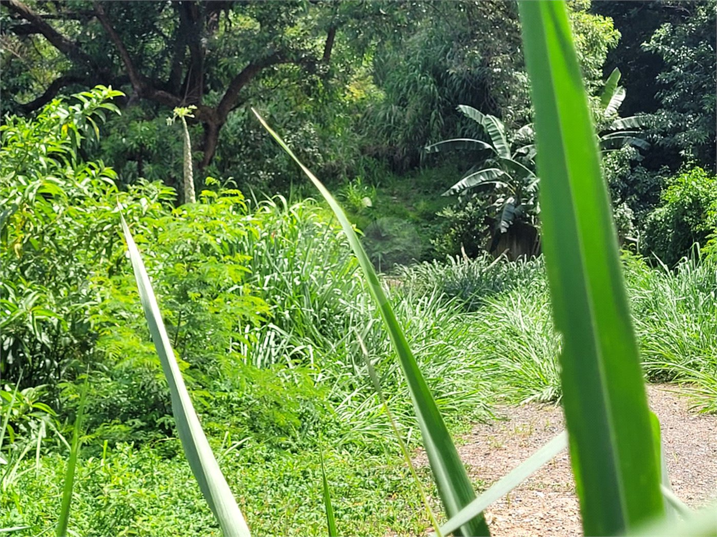 Terreno à venda com 1 quarto em Água Fria, São Paulo, SP