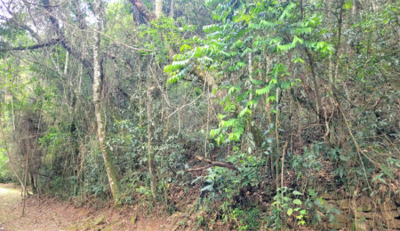 Terreno à venda em Serra da Cantareira, Mairiporã, SP