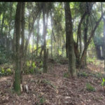 Terreno à venda em Jardim Peri Peri, São Paulo, SP