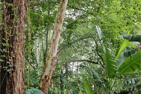Terreno à venda em Tucuruvi, São Paulo, SP