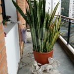 Apartamento à venda com 3 quartos, sendo 2 suítes, em Jardim Parque Morumbi, São Paulo, SP