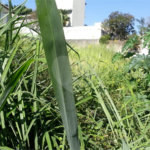Terreno à venda em Jardim São Bento, São Paulo, SP