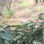 Terreno à venda em Jardim São João (zona Norte), São Paulo, SP
