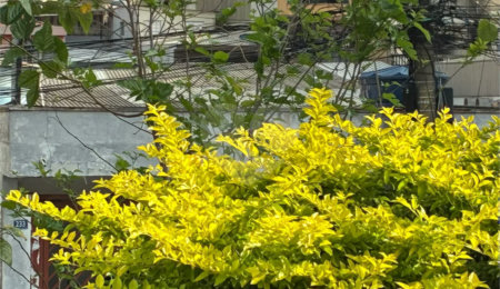 Terreno à venda em Vila Fiuza, Guarulhos, SP