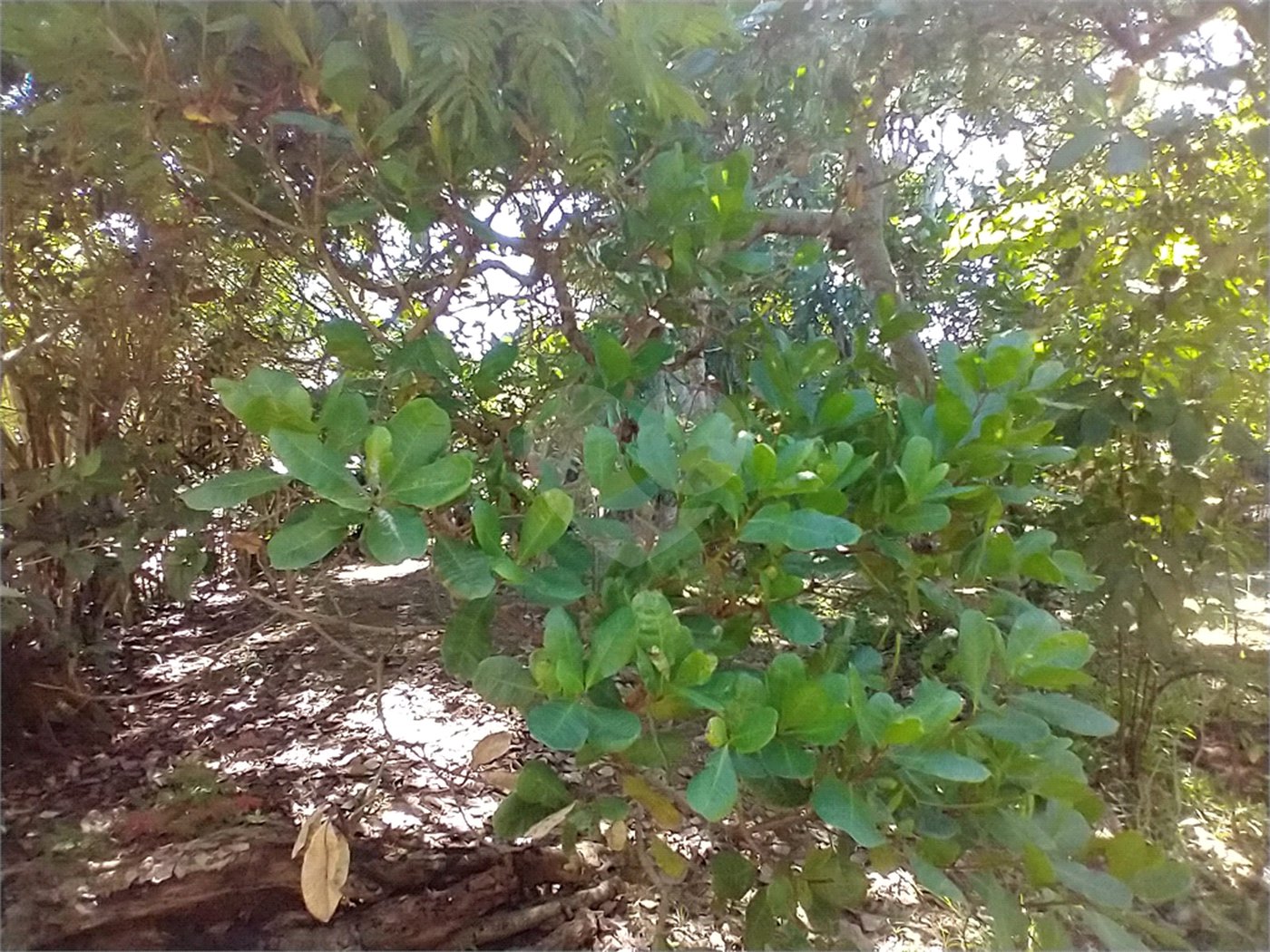 Terreno à venda em Vila Verde, Armação dos Búzios, RJ