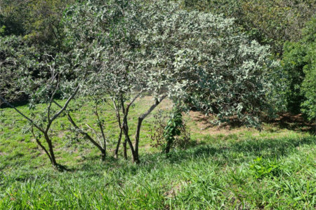 Terreno à venda em Bosque, Vinhedo, SP