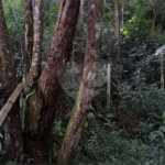 Terreno à venda em Terra Preta (terra Preta), Mairiporã, SP
