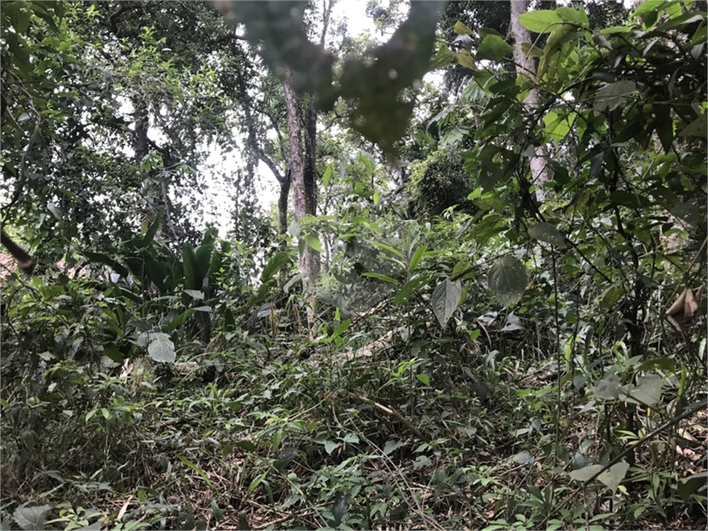 Terreno à venda em Serra da Cantareira, Mairiporã, SP