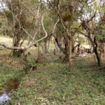 Sítio à venda com 6 quartos no Centro, Mogi das Cruzes, SP