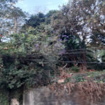 Terreno à venda em Vila Gustavo, São Paulo, SP