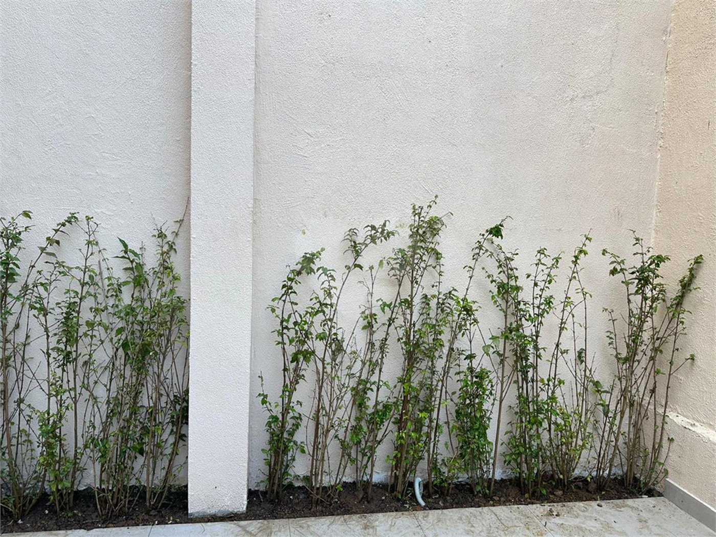 Casa de Vila à venda com 3 quartos, sendo 2 suítes, em Santana, São Paulo, SP