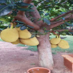 Casa à venda com 5 quartos, sendo 3 suítes, no condomínio Residencial Vale das Laranjeiras, Indaiatuba - SP