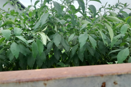 Terreno à Venda no Bairro Nobre Parque Santa Mônica